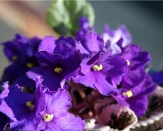 Сенполия (violeta africana)