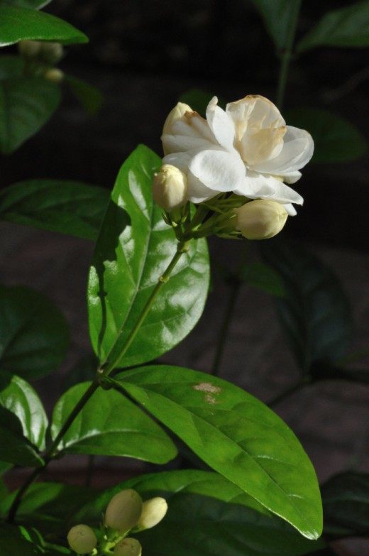 Jasmine sambac (Jasminum sambac)