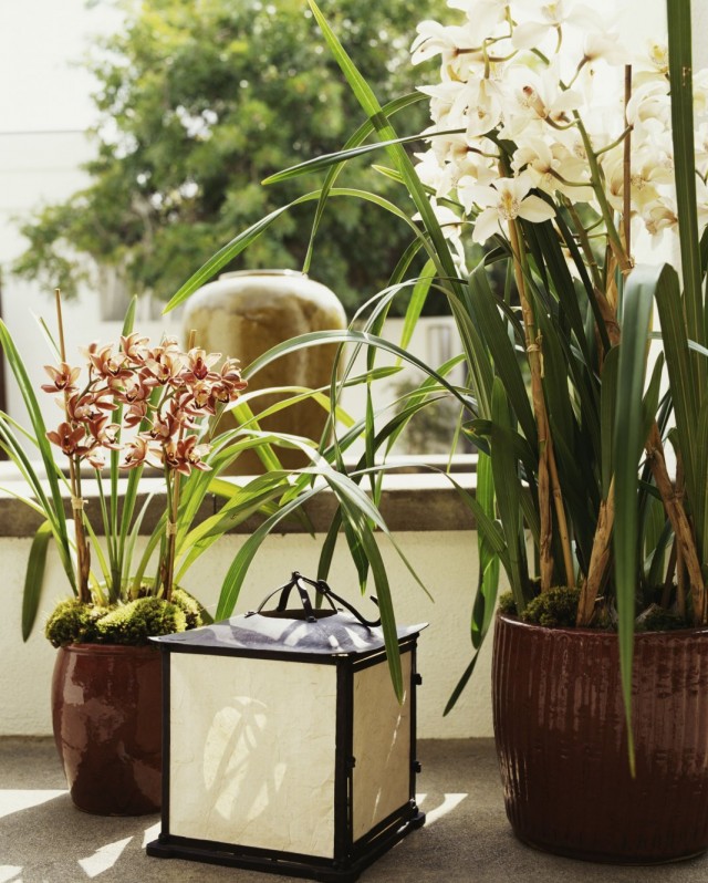 Orquídeas com flores graciosas no interior da casa