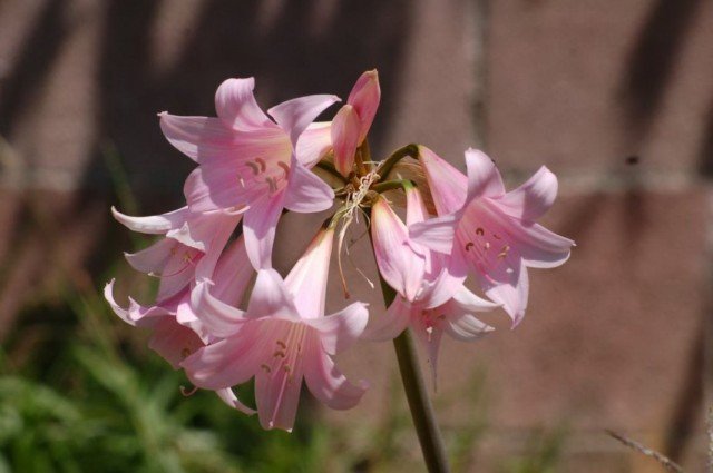 Amaryllis belladonna ou Amaryllis belladonna