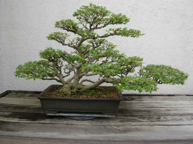 Alfeneiro bonsai chinês