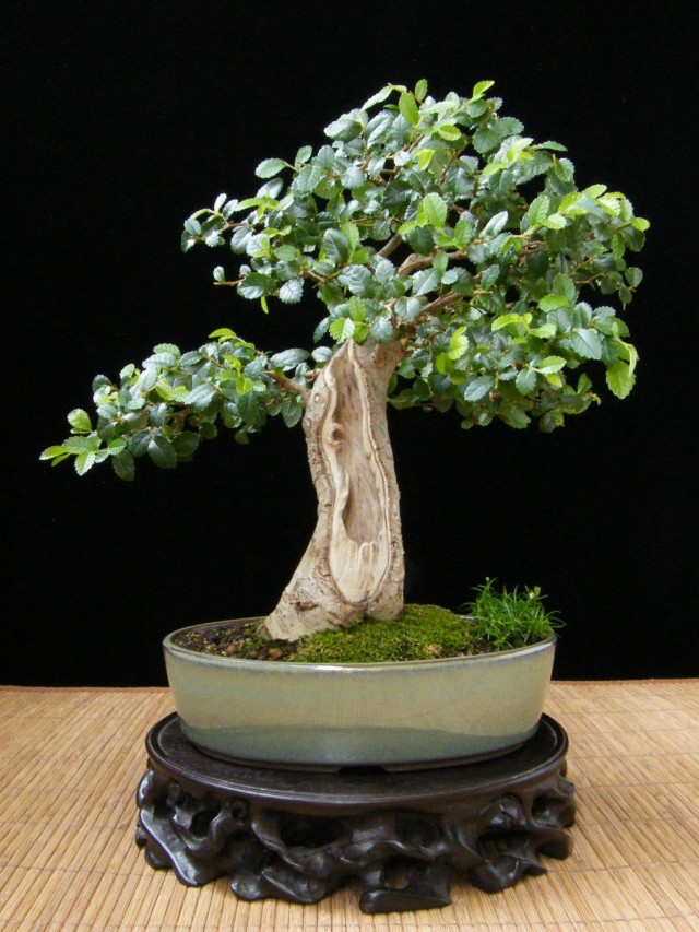 Olmo bonsai