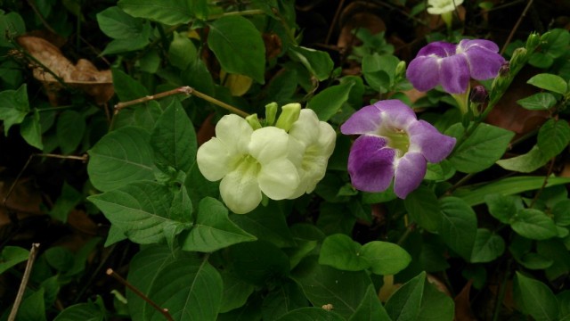 Lindas azistasias com flores brancas e azuis