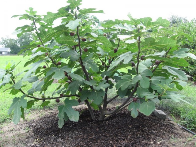 Figo, ou figo, ou figueira (Ficus carica)