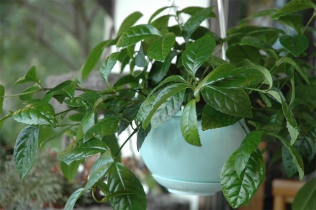 Chloranthus em uma plantadeira suspensa