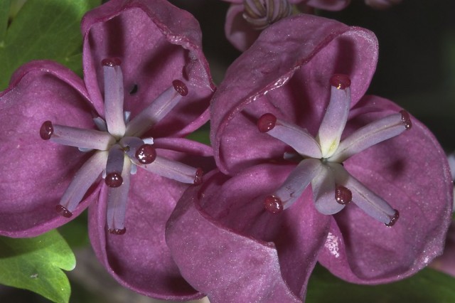 A flor de Akebia dura de abril a agosto