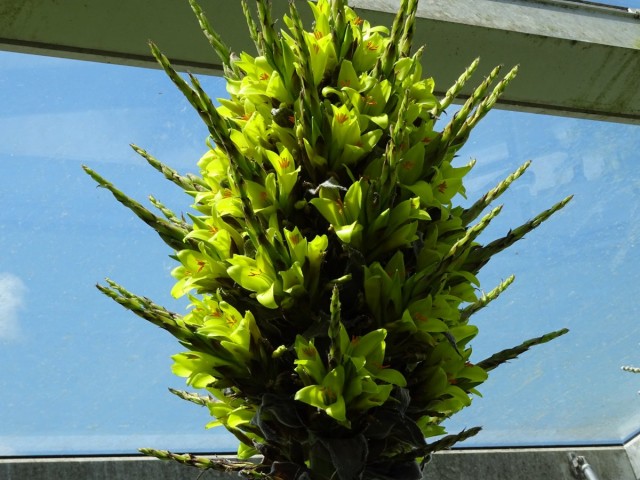 Puya chileno (Puya chilensis)
