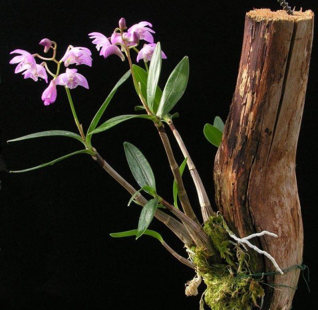 Cultivar uma orquídea sem solo, em pedaços de casca é uma das opções mais eficazes