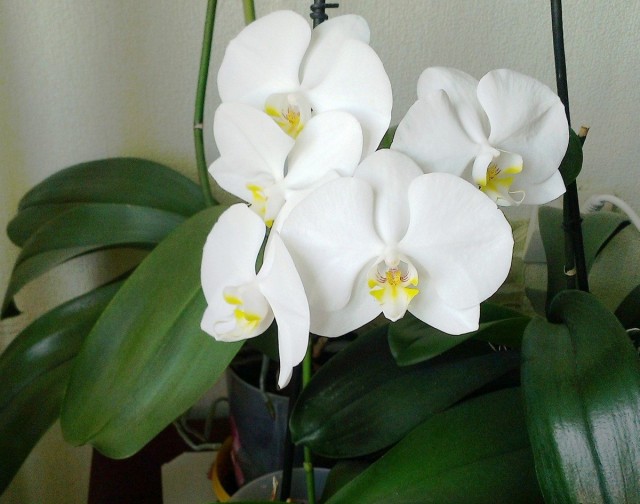 Phalaenopsis, quando mantida no inverno, prefere iluminação forte, muitas vezes com iluminação adicional