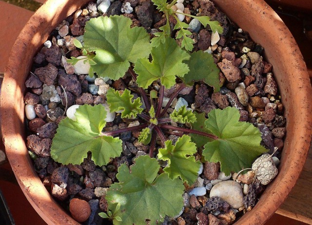 O principal método de reprodução de todos os pelargoniums são as estacas.