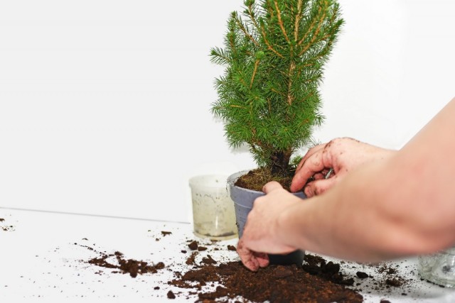 Uma planta conífera comprada como árvore de Ano Novo deve ser transplantada imediatamente