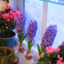 Em uma sala fria, os jacintos podem florescer por um mês.