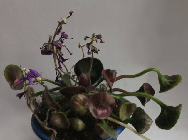 SK-Lunatic violeta sem floração