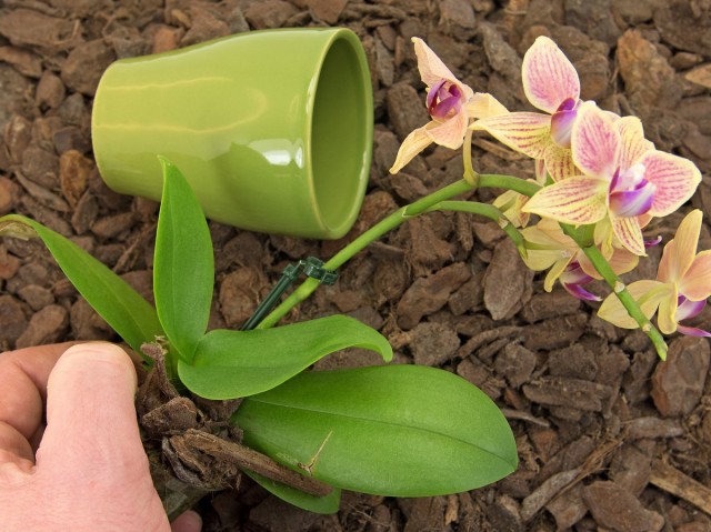 É muito importante escolher o recipiente certo no qual a orquídea crescerá.