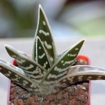 Aloe variegata (Aloe variegata)