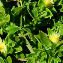 Aptenia de Haeckel (Aptenia haeckeliana) ou Mesembriantemum de Haeckel