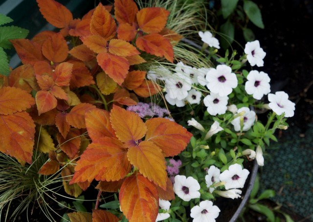 O verdadeiro esplendor da coloração multicolorida do Coleus é revelado quando cultivado no jardim.