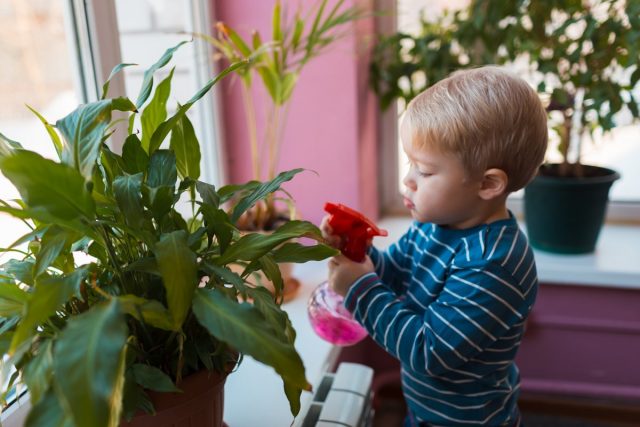 As plantas de interior no viveiro ajudarão as crianças a aprender a cuidar delas desde tenra idade