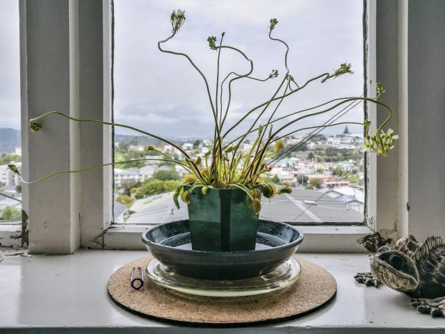 Vênus flytrap (Dionaea muscipula) floresce de uma beleza inesperada