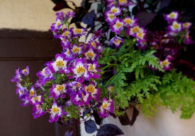 Schizanthus ou Schizanthus 'Lilac Bicolor'
