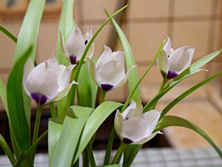 Tulipa "Coerulea Alba Oculata" (Tulipa Alba Coerulea Oculata)