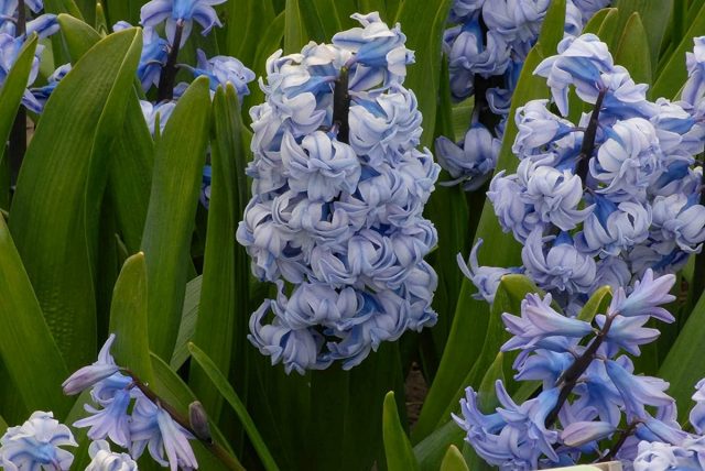 Hyacinth 'General Kohler'