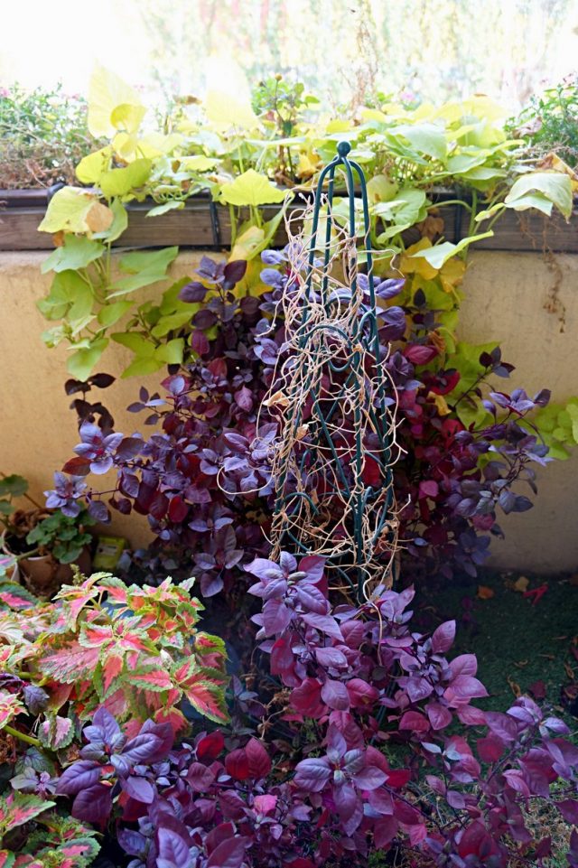 Alternantera me encantou com sua rica folhagem até o final do outono, idealmente combinada com todas as flores habitantes da varanda