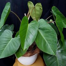 Philodendron erubescens Philodendron