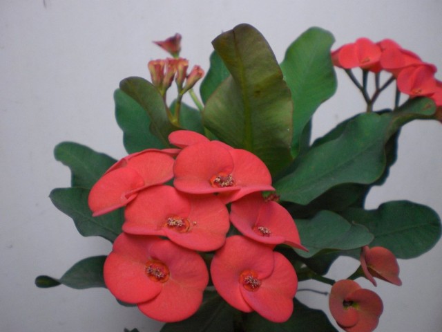 Euphorbia Mila ou coroa de espinhos