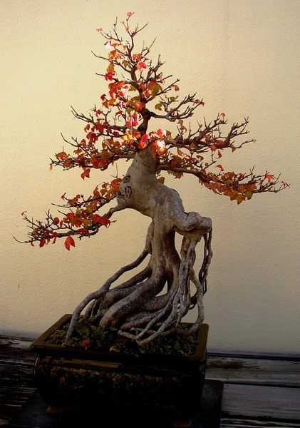 A arte do bonsai – aliciamento