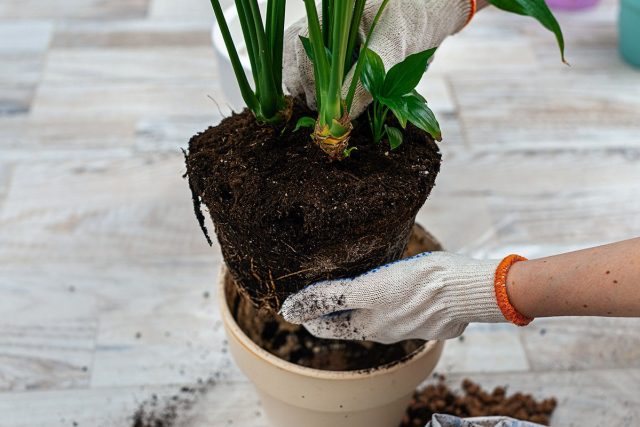 Transplante delicadamente uma planta de casa para um vaso, preservando o coma terrestre