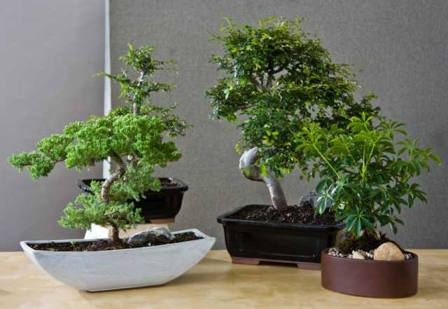 Regras de ouro para o cultivo de bonsai em ambientes fechados