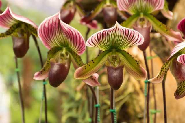 “Sapatos de senhora” ou Pafiopedilum – uma lenda entre as orquídeas de interior