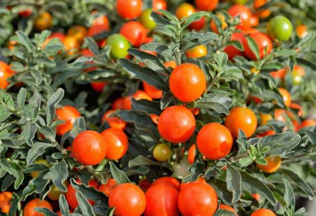 Solanum – cuidado de beladona interna brilhante e incomum