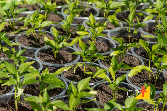 Regras para cultivar pimenta em casa a partir de sementes
