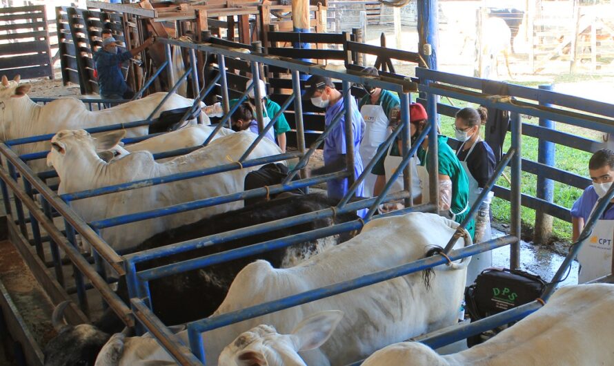 Métodos conhecidos para inseminar vacas, suas vantagens e desvantagens