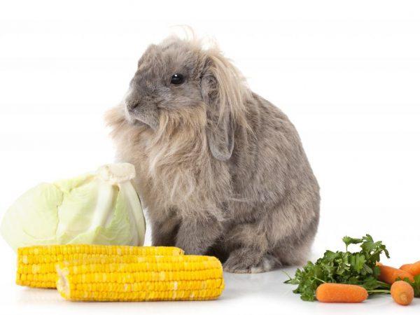 Como introduzir milho na dieta dos coelhos e é possível dar folhas e orelhas