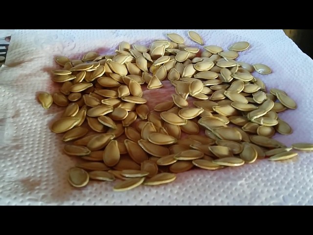Métodos para secar sementes de abóbora