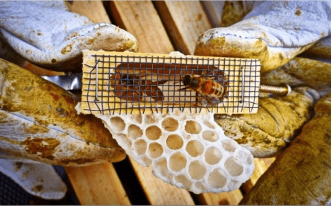 Modalități de a elimina albinele regine –