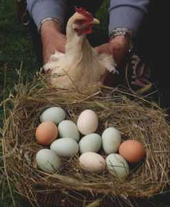 Cum ar trebui incubate ouăle de găină? –