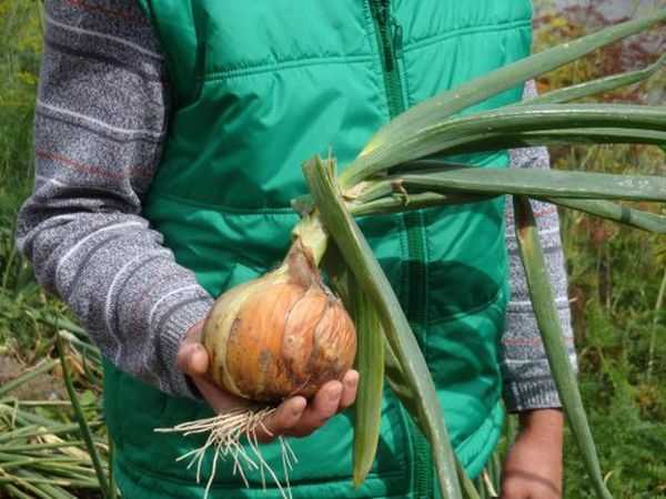 Când se obișnuiește recoltarea usturoiului de iarnă în Urali? –