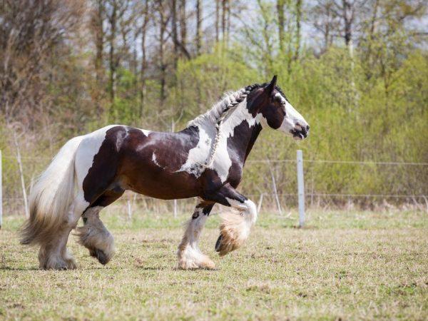 Descrierea cailor țigani din rasa Tinker –