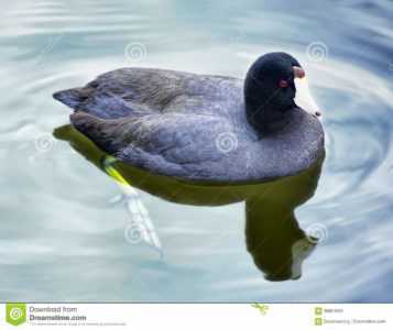 Coot Duck –