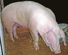 Bacon de porc Landrace –