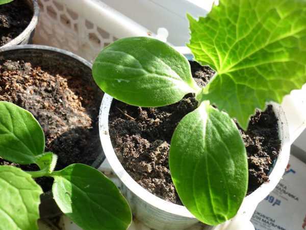 Ako kŕmiť sadenice papriky peroxidom vodíka –