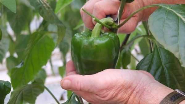 Pestovanie sadeníc papriky bez zberu –