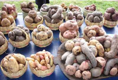 Odrody zemiakov zozbierané pre stredné Rusko –