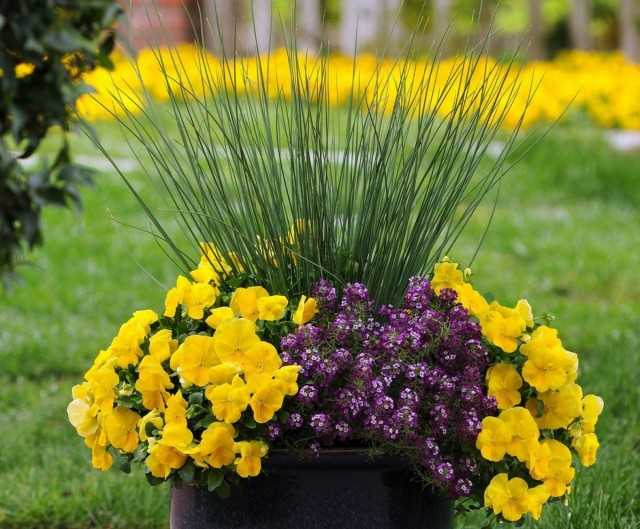 6 opretentiösa spannmål för containerkompositioner: vackra inomhusväxter -