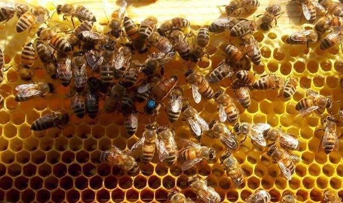 Buckfast Bees - Gåva från bror Adam -
