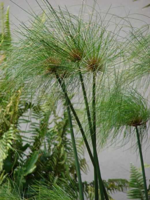 Tropical sedge brother - Care -